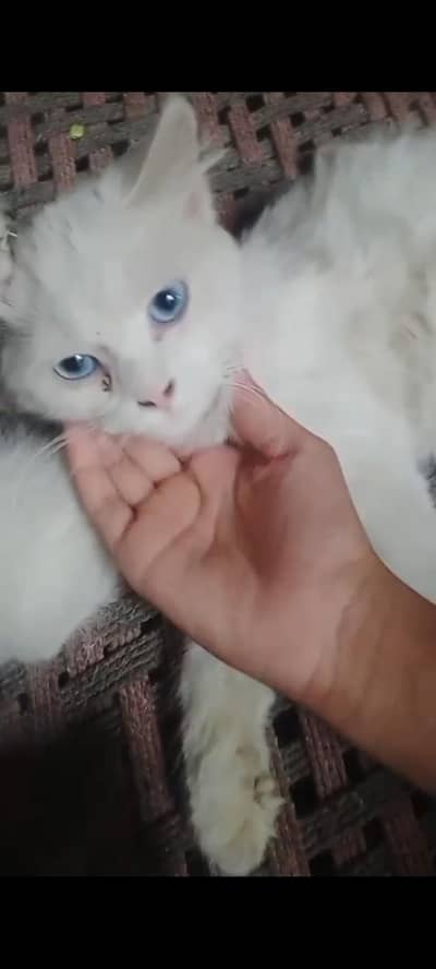 hhhhhhh