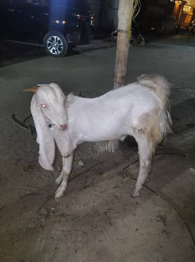 Gulabi bakra