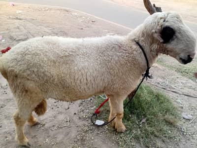 dumba ,bakra ,chattra