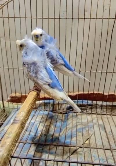 Hogoromo Breeder Pair