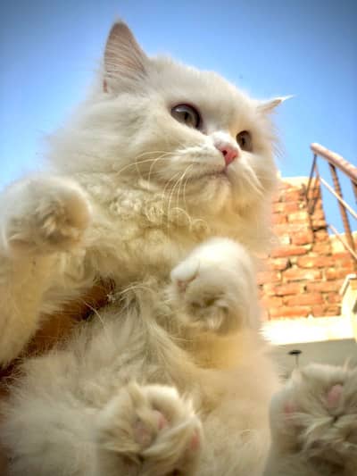 Fully train cat age around 7to8 month