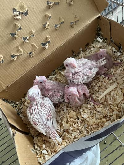 Cocktail chicks