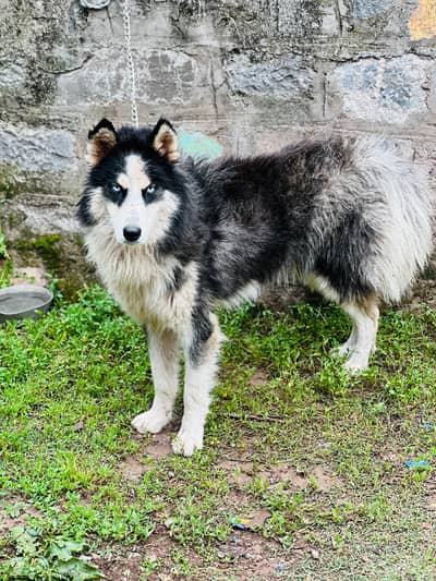 Siberain Husky ( For Sale )