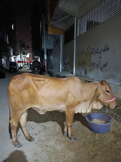 Qurbani ka janwar 2026