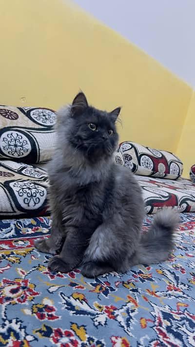 urgent persian cat for sale