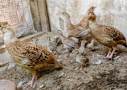 Original Breed 3 kids 3 months. 6 kids 1 months