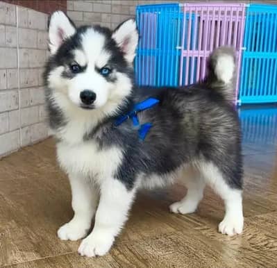 Siberian husky puppies 92@330*540*6115