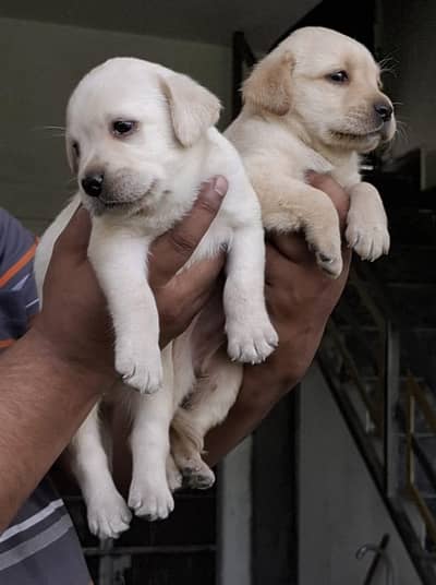 Labrador females puppies for sale