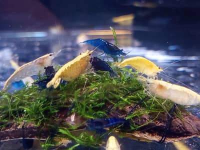 Yellow & Blue Shrimps available