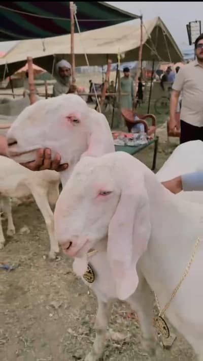 Rajenpuri Bakra