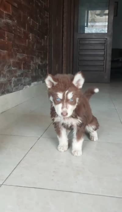 siberian huskey blue eyes 45 days  bitch