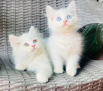Kittens Pair available