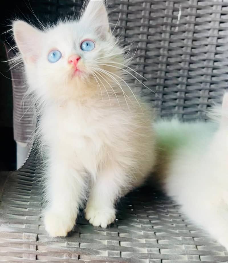 Kittens Pair available 1