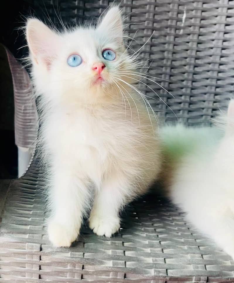 Kittens Pair available 2
