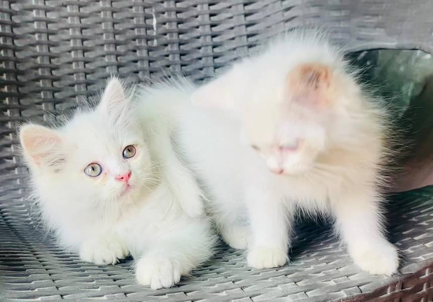 Kittens Pair available 4