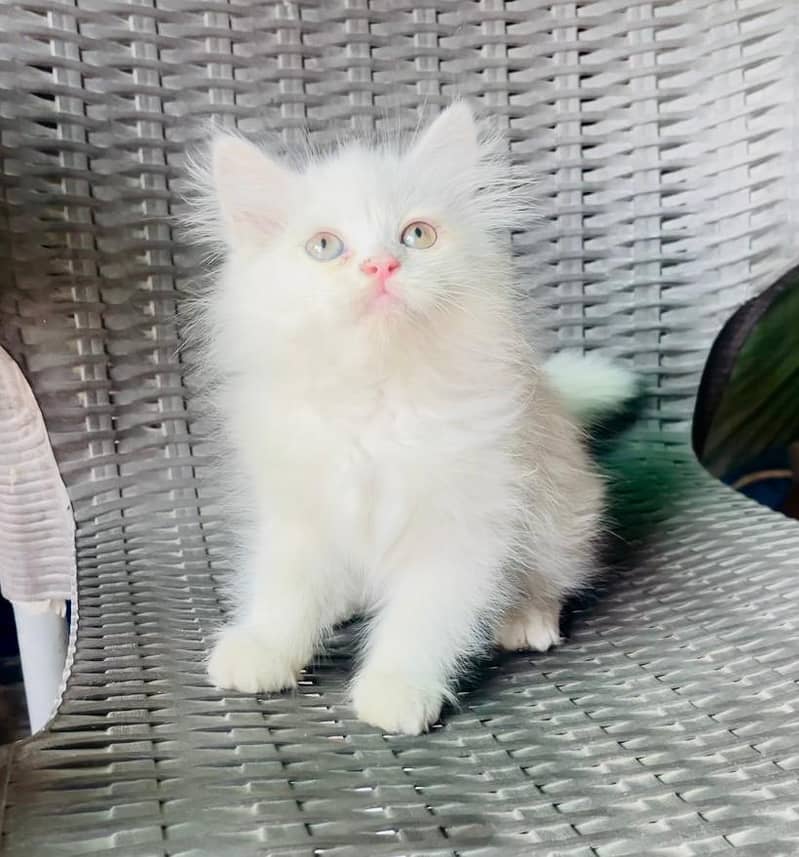 Kittens Pair available 5