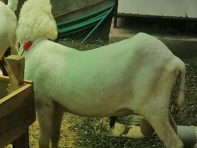 A beautiful heavy white chatra / goat