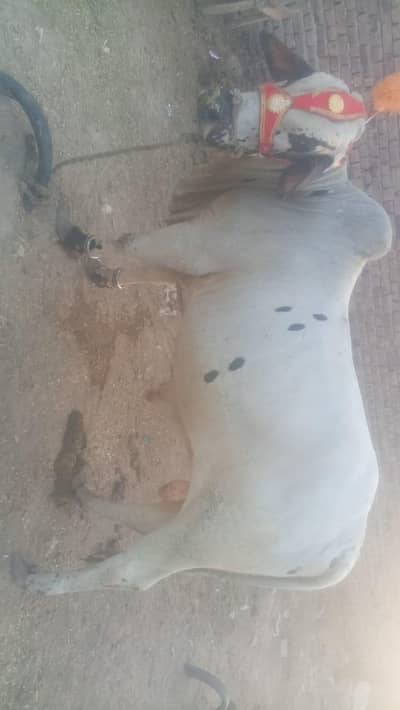 Black and White bachra for sale 7 Mann goshat