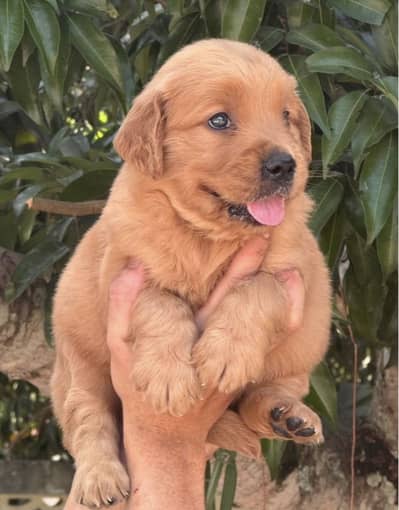 Golden retriever puppy for sale