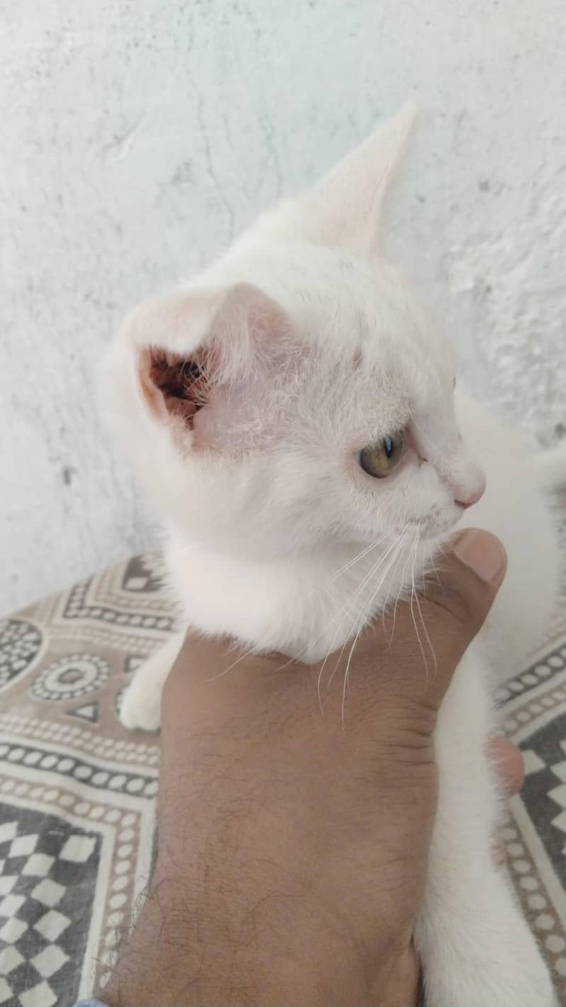 persian Cat 0