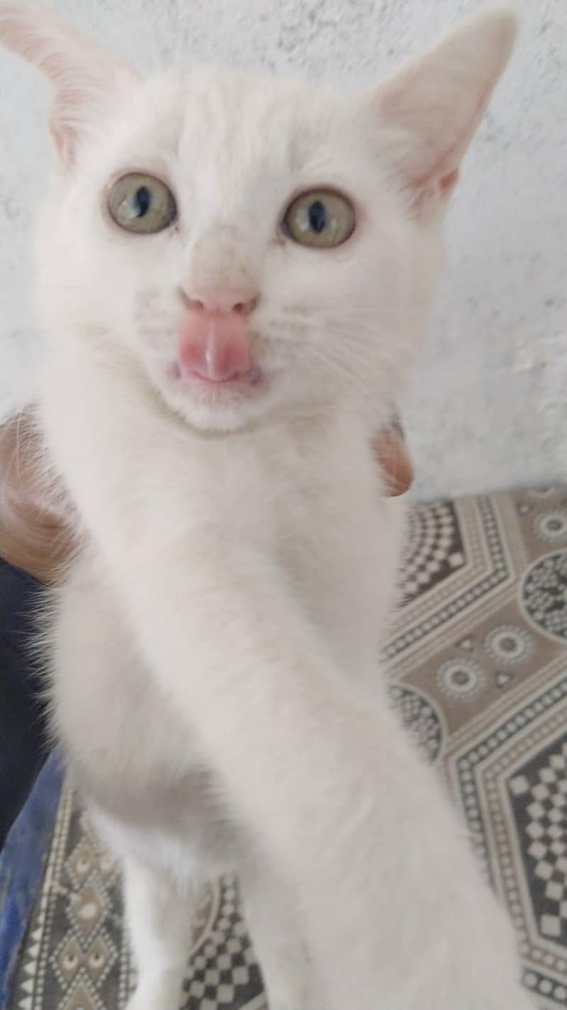 persian Cat 1