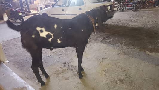 desi nasal ki bakriya han 3
