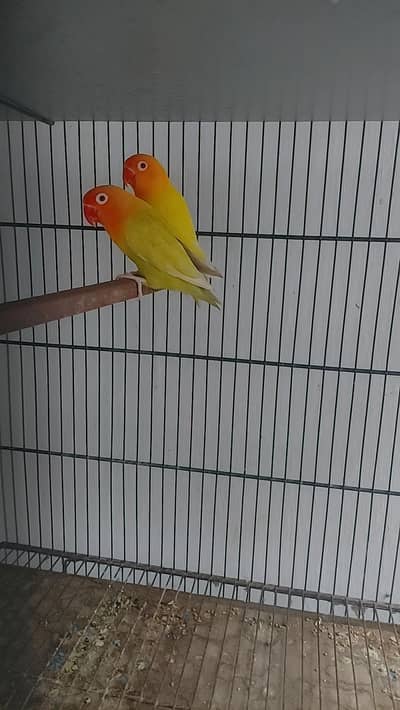 Palefellow Breeder Pair
