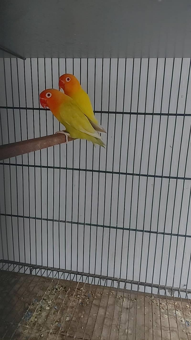 Palefellow Breeder Pair 0
