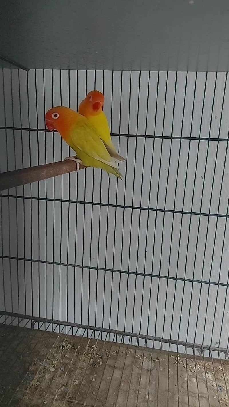 Palefellow Breeder Pair 1