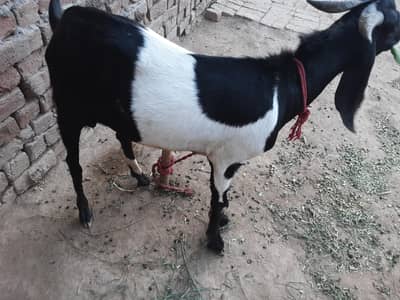 : “Healthy Qurbani Bakra 38kg Urgent Sale”