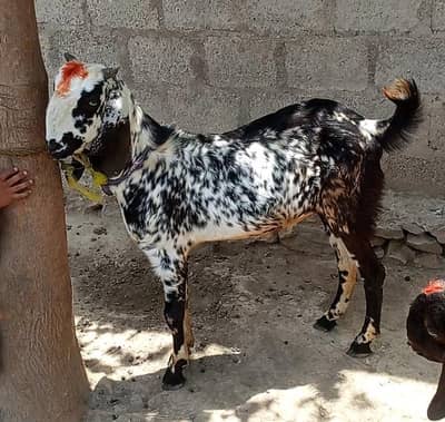 bakra dumba zibah 4000