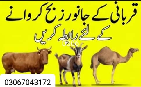 qasai available in Faisalabad