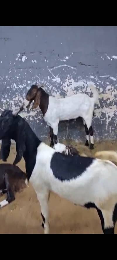2 Dant (Khassi) Bakra