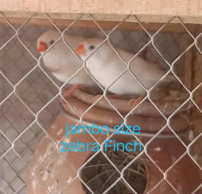 Florida Finch