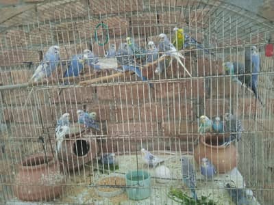 Astrialan Parrots