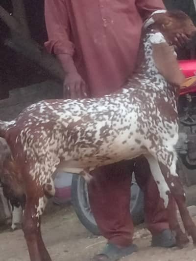 Makhi cheena 2 dant Bakra sale
