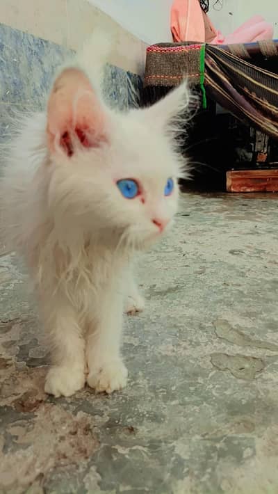 0*300*8*10*11*03cat kitten