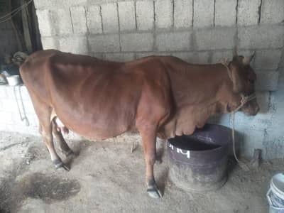 cow for sale 300000