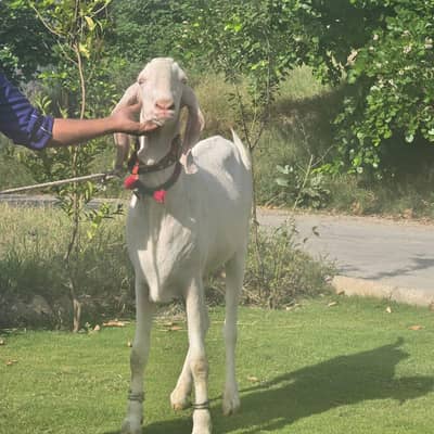 Rajenpuri Bakra