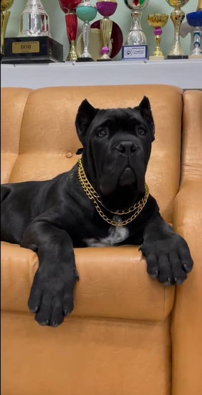 Cane Corso Puppies Pedigreed with passport available for import