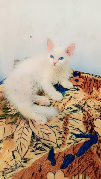 Blue eyes cat kitten