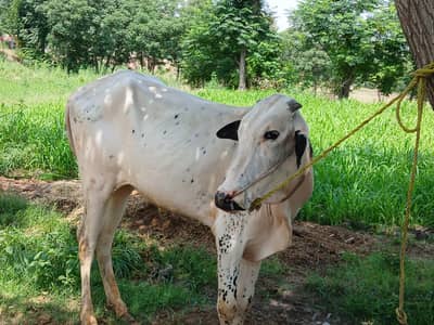 male bull l for sale