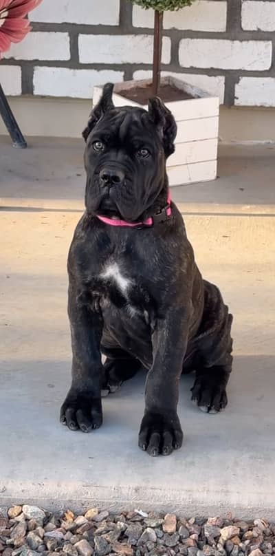 Premium Cane Corso Pedigreed with passport available for import