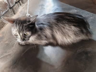 cat for sale