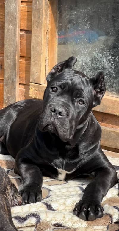 Premium Cane Corso Pedigreed with passport available for import
