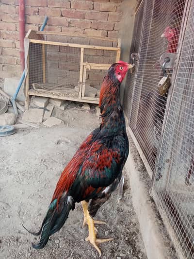 Laakha aseel patha & 3 Hens