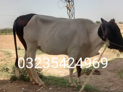 bachri qurbani k liy