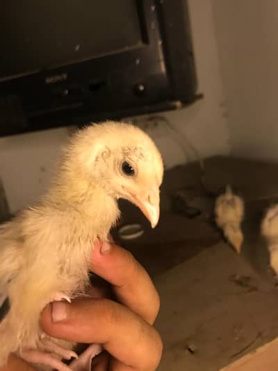 Burmi Cross Chicks Imported breed