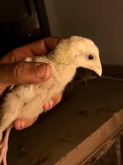 Burmi Cross Chicks Imported breed