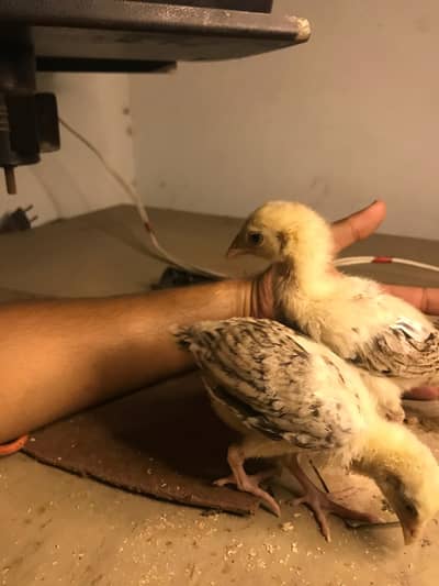 Miawali x Pakoye Chicks Imported breed